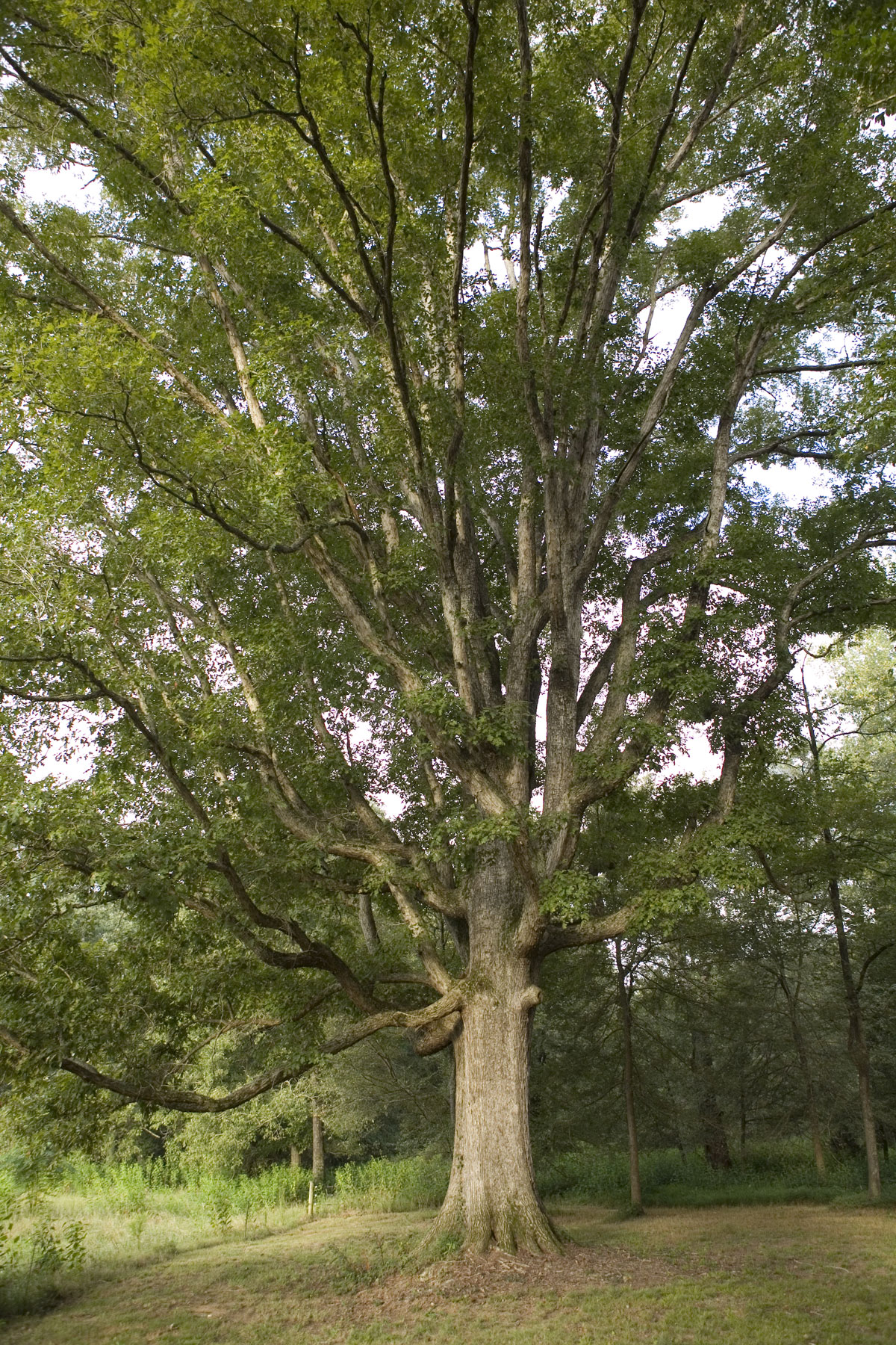 giant white oak